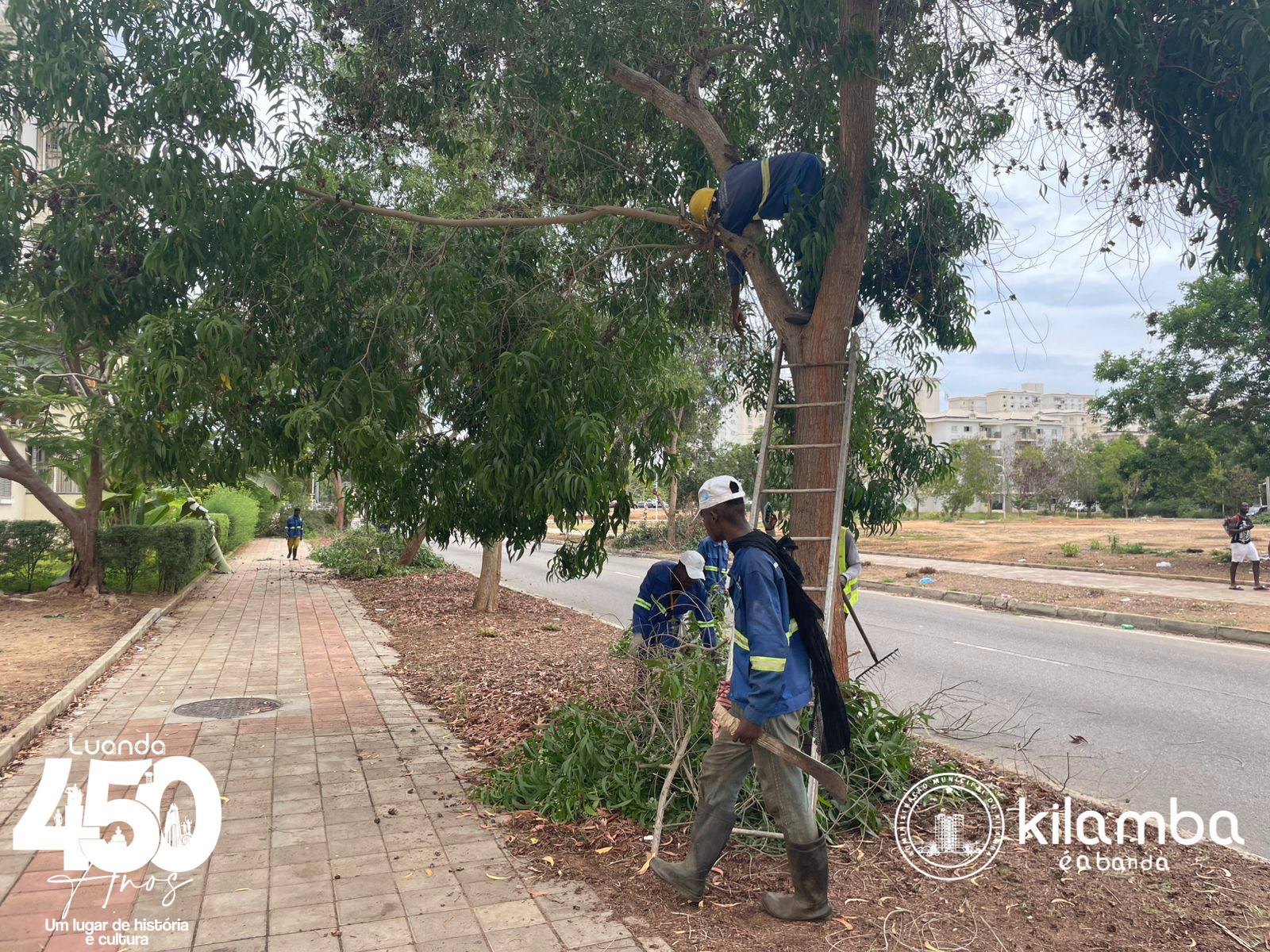 Moradores do Kilamba agradecem poda de árvores na Rua Oliver Tambo